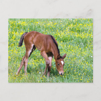 Spring Foal Postcard