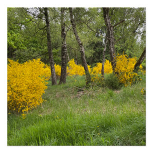 Spring forest in Luxembourg travel Poster