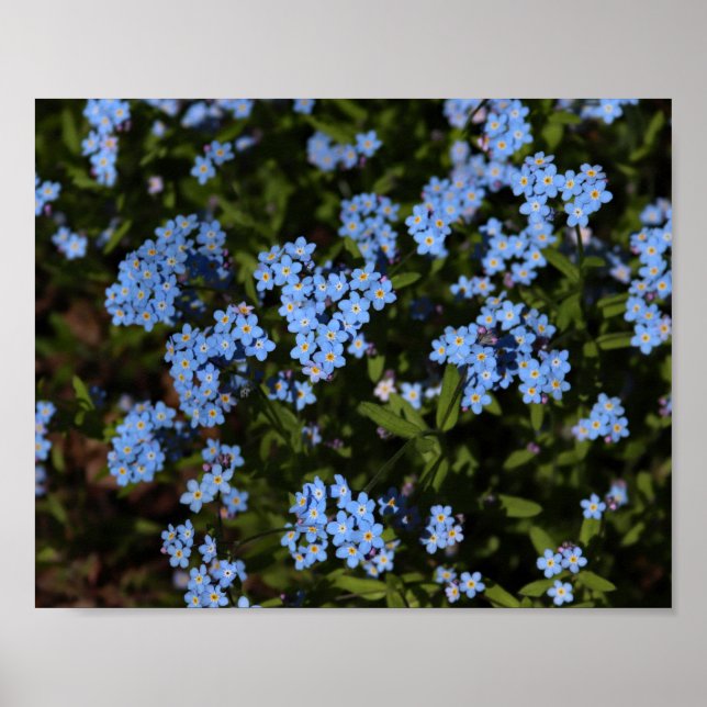 Spring Forget-Me-Nots, Michigan's Upper Peninsula Poster (Front)