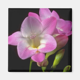 Spring freesia flowers magnet