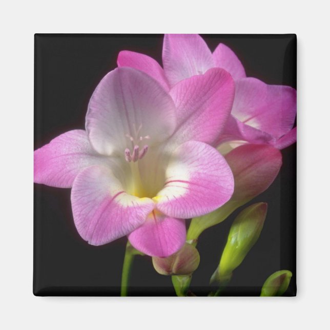 Spring freesia flowers magnet (Front)