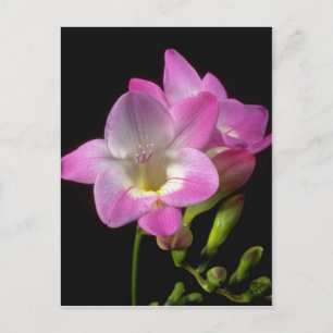 Spring freesia flowers postcard
