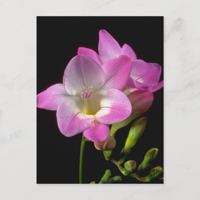 Spring freesia flowers postcard (Front)