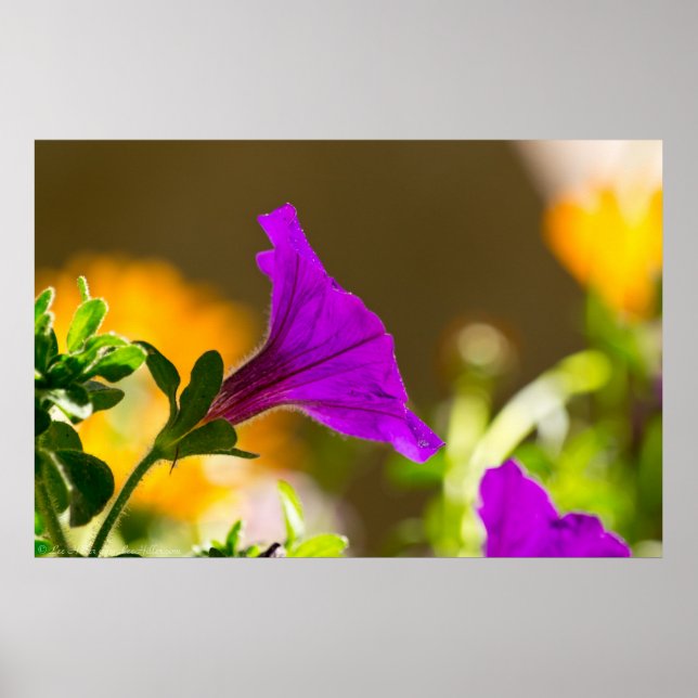 Spring Garden Glowing Purple Petunia Poster (Front)