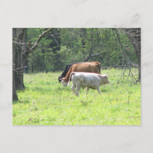 Spring Grazing in Louisiana Postcard