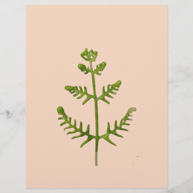 spring green  custom letterhead (Front)