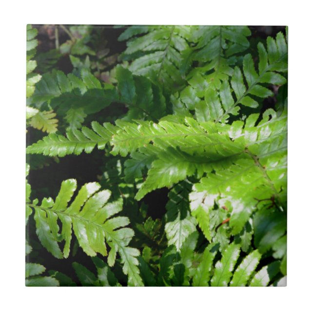 Spring Green Ferns botanical green forest view Ceramic Tile (Front)