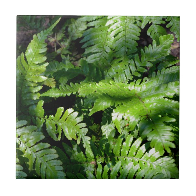 Spring Green Ferns botanical green forest view Ceramic Tile (Front)
