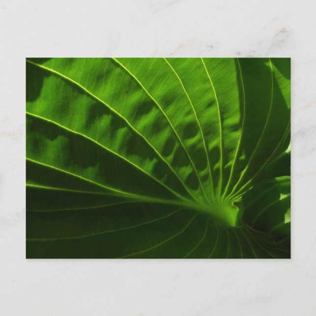 Spring Green Hosta Leaf Postcard (Front)