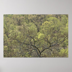 Spring Green in the Awakening Forest Poster