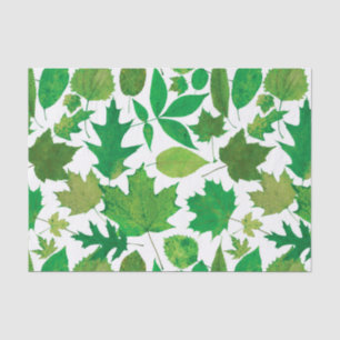 Spring Green Leaves on White Tissue Paper