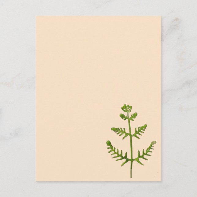 spring green  postcard (Front)