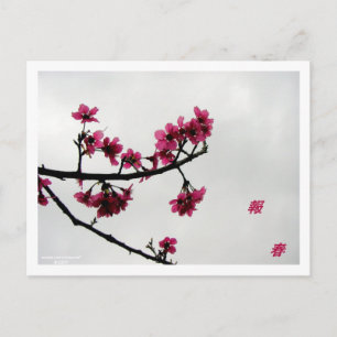 Spring Greetings/Cherry Blossoms Kanji Postcard