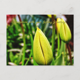 Spring Greetings Yellow Tulips Postcard