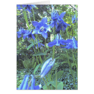 Spring growing columbines
