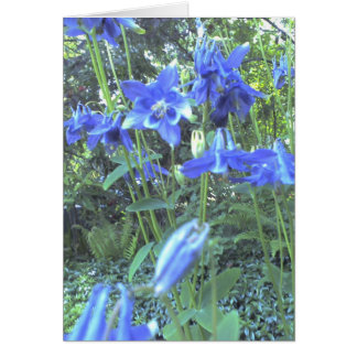 Spring growing columbines