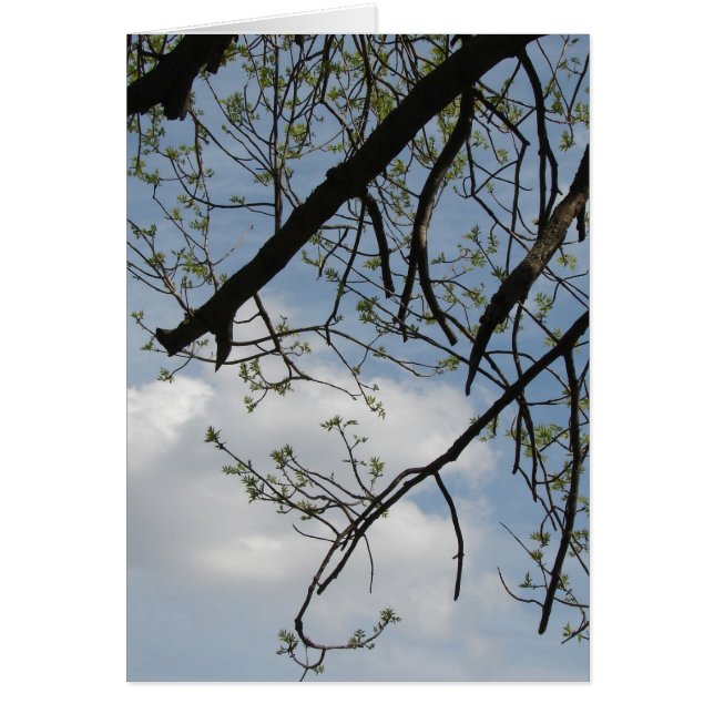 Spring Growth (Front)