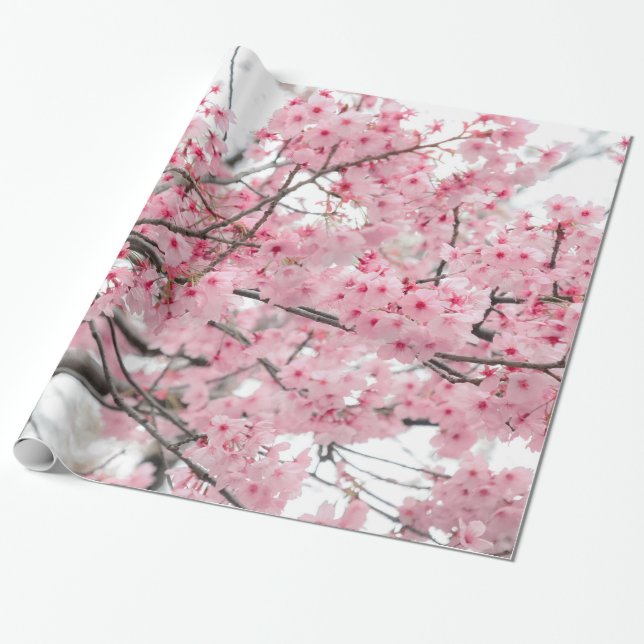 Spring Hanami Festival, Cherry Blossoms Wrapping Paper (Unrolled)