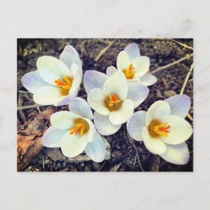 Spring has Sprung Crocus flowers Postcard