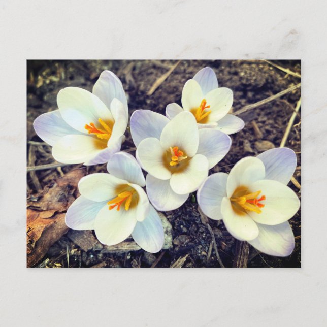 Spring has Sprung Crocus flowers Postcard (Front)