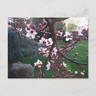 Spring has sprung postcard