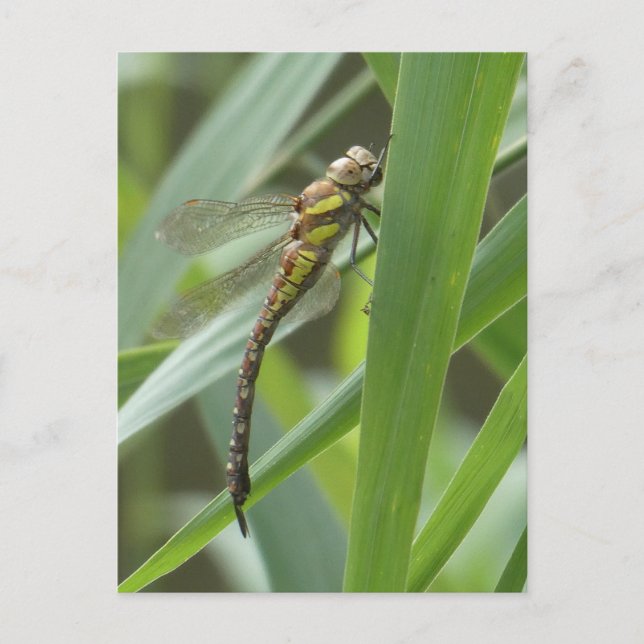 Spring Hawker Dragonfly DIY Postcard (Front)