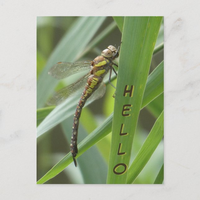 Spring Hawker Dragonfly HELLO Postcard (Front)