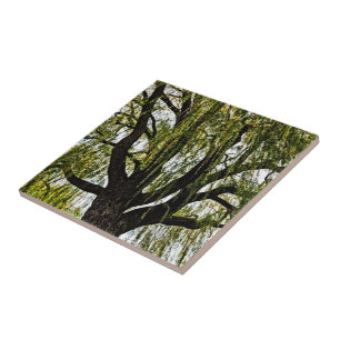 spring hopes muted ceramic tile