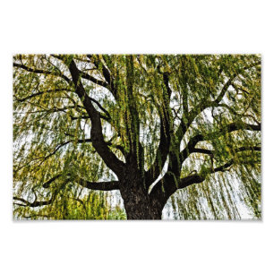 spring hopes muted photo print