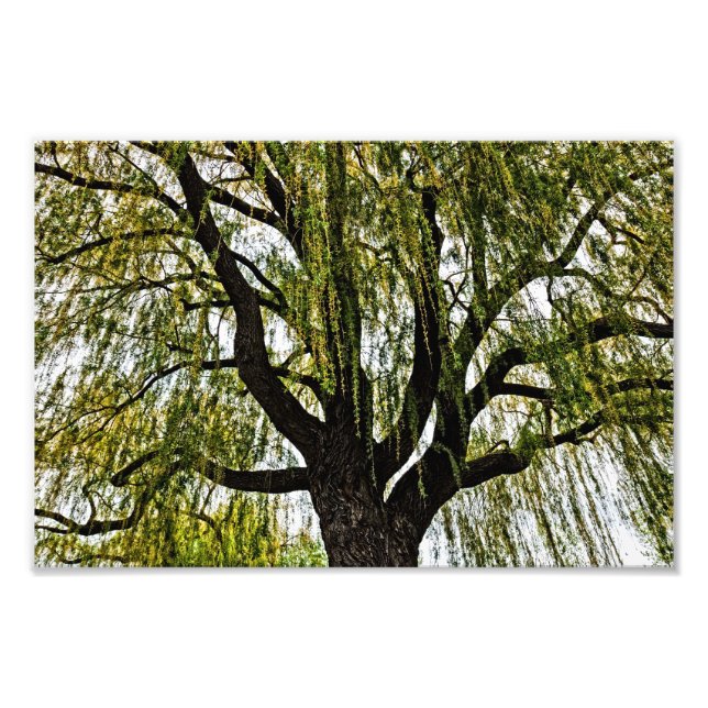 spring hopes muted photo print (Front)