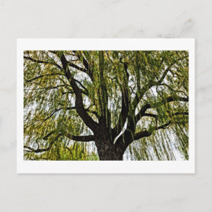 spring hopes muted postcard