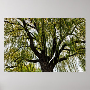spring hopes muted poster