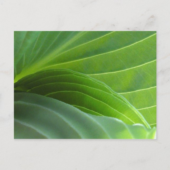 Spring Hosta postcard (Front)