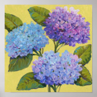 Spring Hydrangeas I