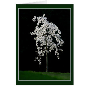 Spring In Bloom
