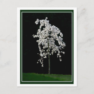 Spring In Bloom Postcard