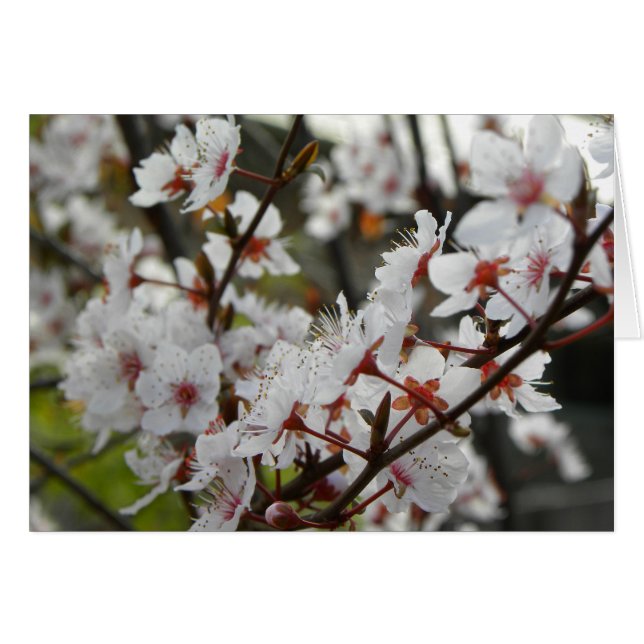 Spring in Canberra (Front Horizontal)