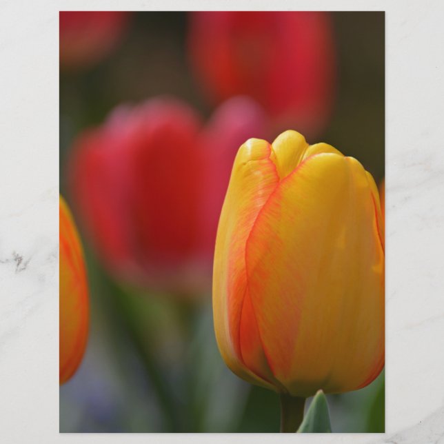 Spring in Colours (Front)