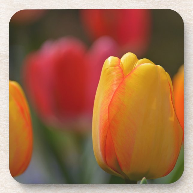 Spring in Colours Coaster (Front)