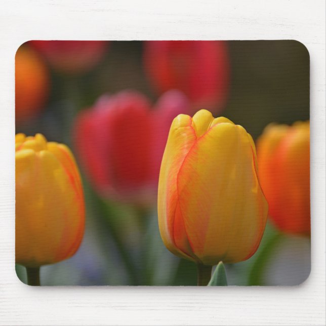 Spring in Colours Mouse Pad (Front)