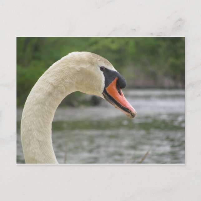 Spring in Framingham 2 Postcard (Front)