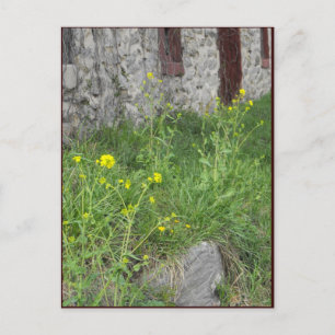 ~ Spring in Lancaster County ~ 8 Postcard