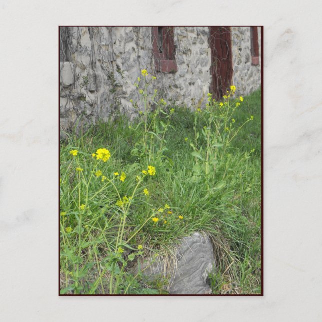~ Spring in Lancaster County ~ 8 Postcard (Front)