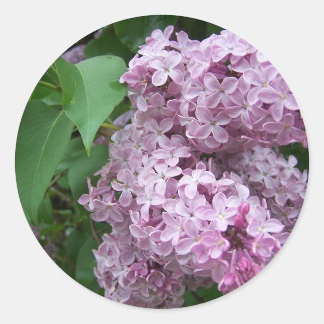 Spring In Maine Classic Round Sticker (Front)