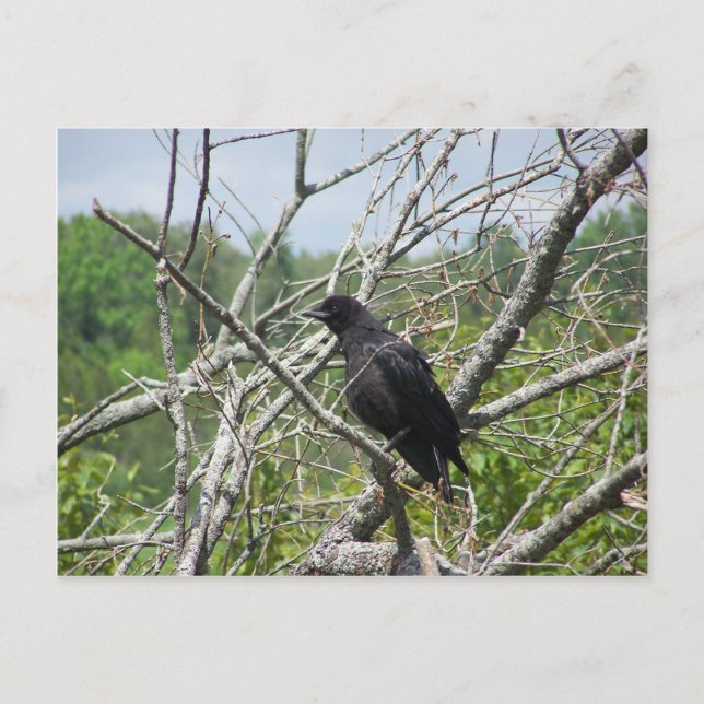 Spring In Maine Postcard (Front)