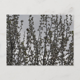 Spring in the air postcard