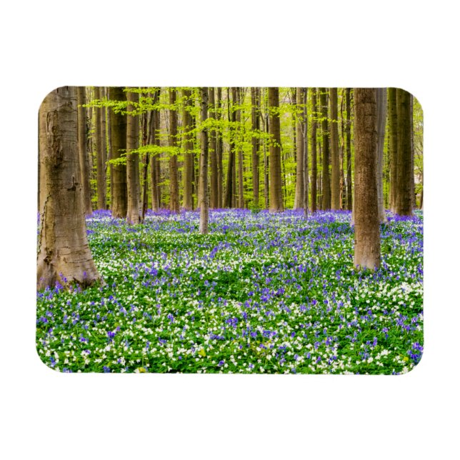 Spring in the Blue Forest Magnet (Horizontal)