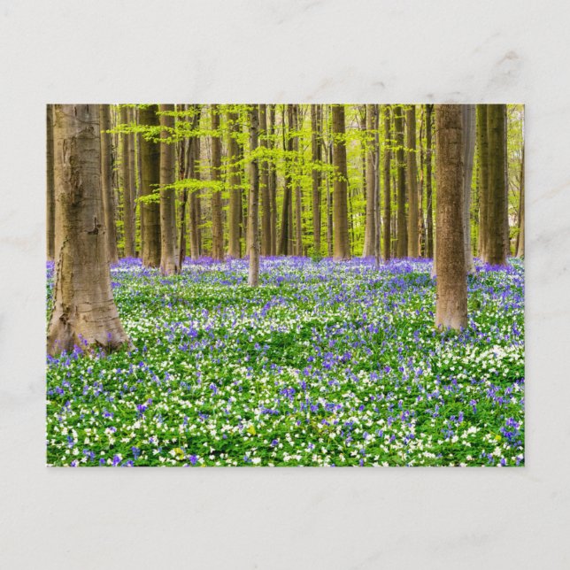 Spring in the Blue Forest Postcard (Front)