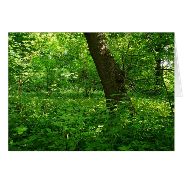 Spring in the Woods (Front Horizontal)