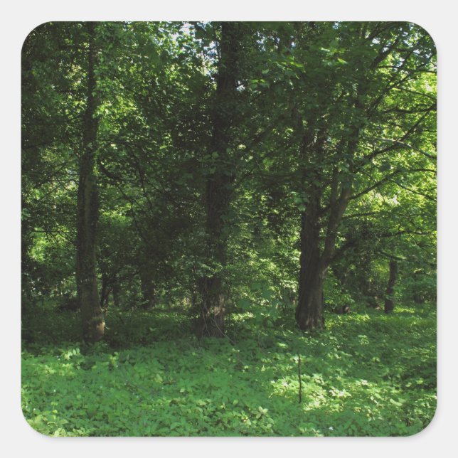 Spring in the Woods 02 Square Sticker (Front)